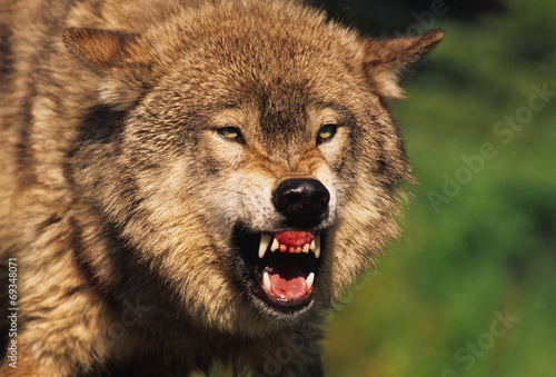 Snarling Wolf © natureguy