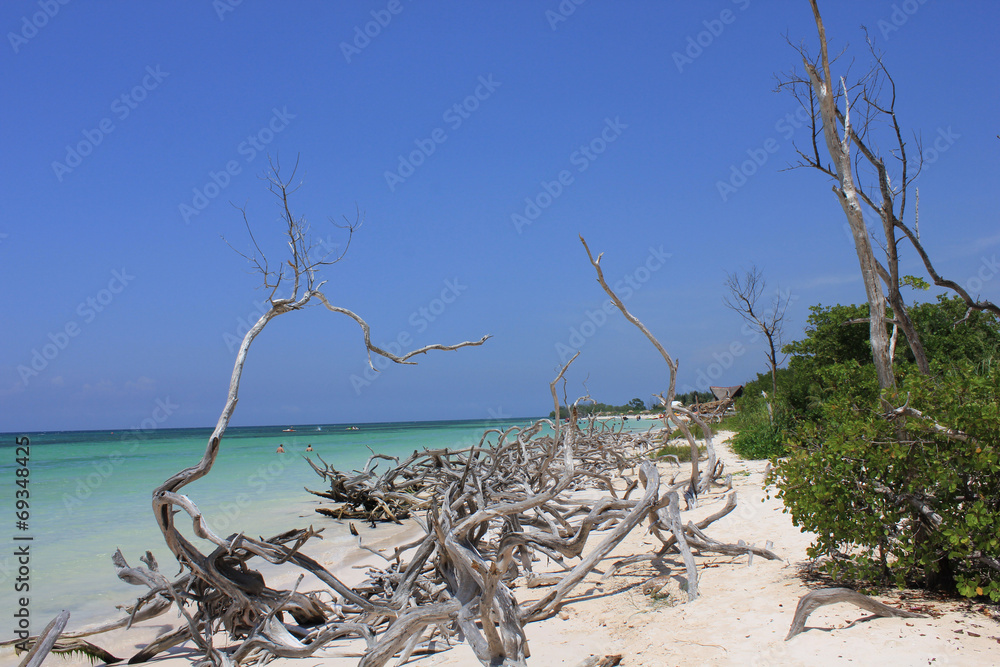 Dreaming Cuba through branches Dreaming Cuba through branches