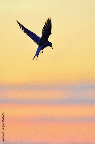 Common Tern in flight toward the sunset