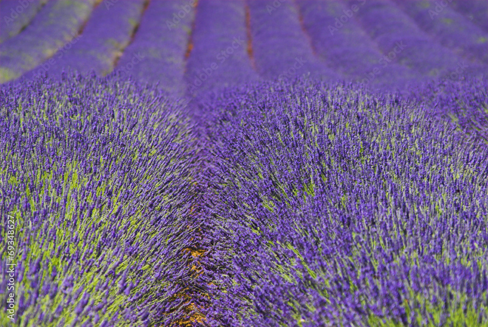 Naklejka premium Norfolk Lavender, Heacham, Kings Lynn, Norfolk