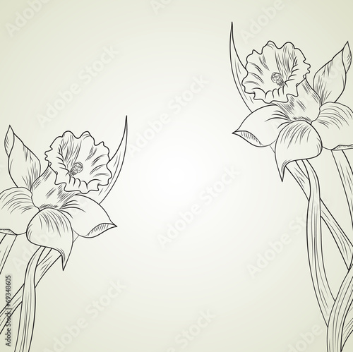 Daffodil flower or narcissus