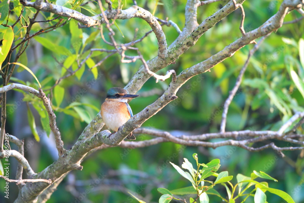 Sacred Kingfisher (Todiramphus sanctus) in Australia Sacred Kingfisher (Todiramphus sanctus) in Australia