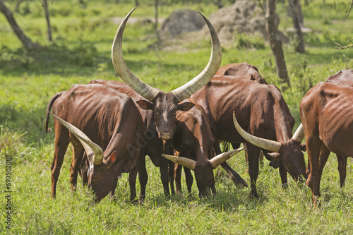 Ankole Watusi Cattle in the Plains photo