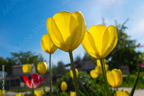 Tulips