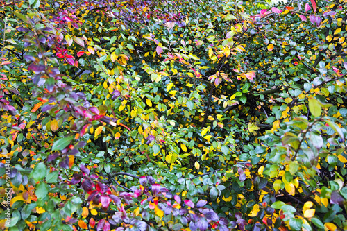 autumn bush background
