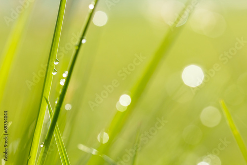water drops on grass background