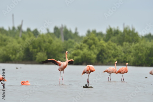 American Flamingos ( Phoenicopterus ruber )