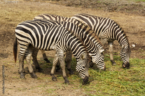 Zebra eating grass