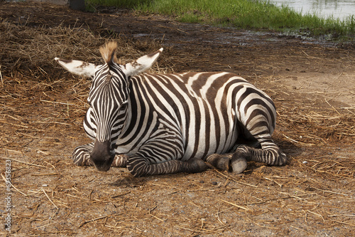 The african Zebra sleeping