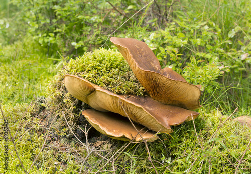 Velvet roll-rim, Tapinella atrotomentosa, Unedible photo