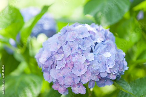アジサイの花
