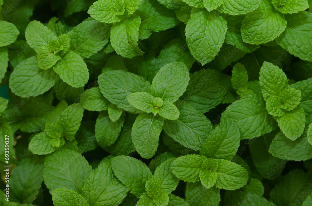Kitchen Mint,Marsh Mint herbs and vegetable Kitchen Mint,Marsh Mint herbs and vegetable