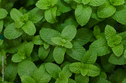 Kitchen Mint,Marsh Mint herbs and vegetable