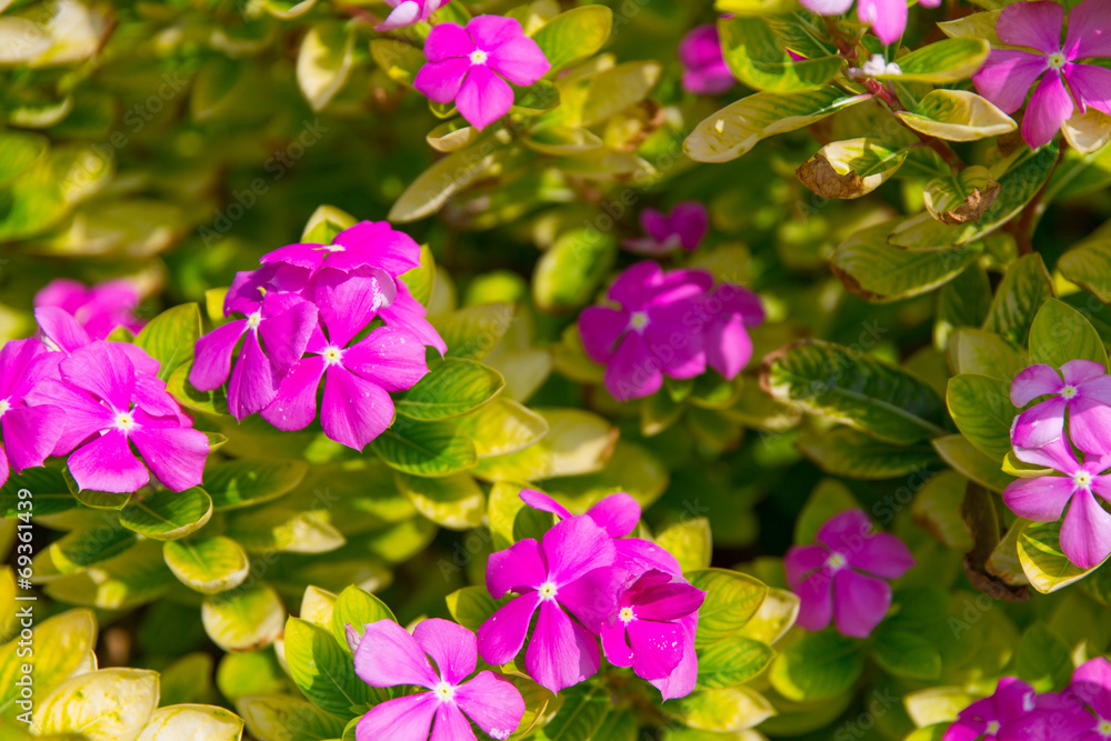 Obraz premium Zierpflanze