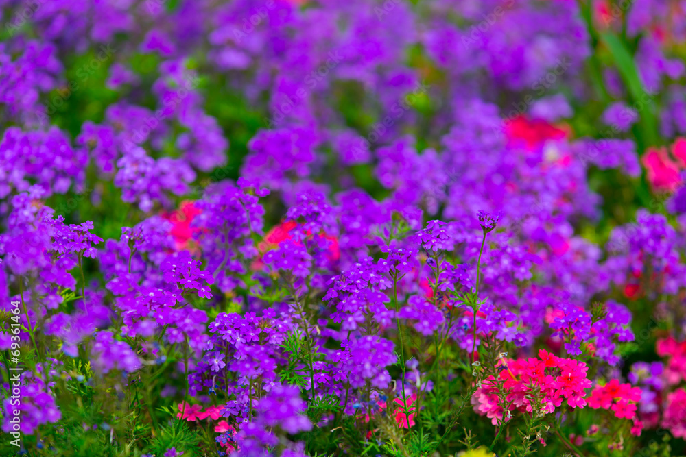 Colorful Garden