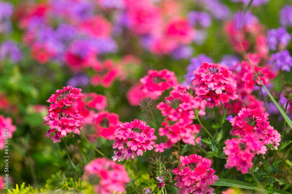 Colorful Garden