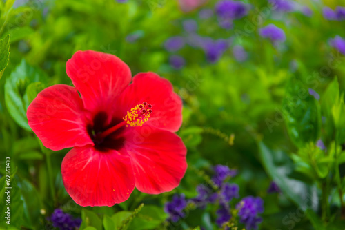 Hibiskus