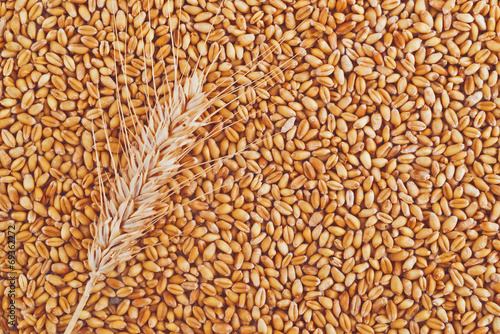 Wheat grains and ears as agricultural background