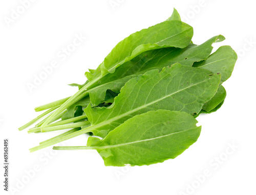 Cuadro en lienzo sorrel isolated on white