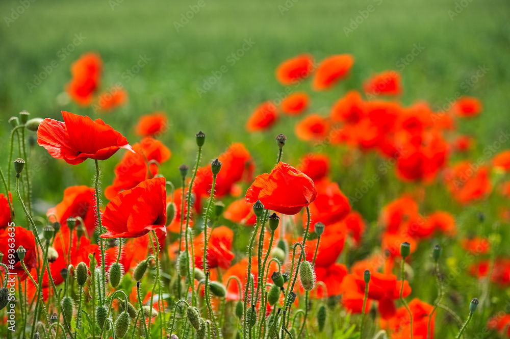 Wiese mit Mohnblumen Wiese mit Mohnblumen