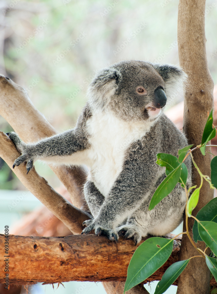 Fototapeta premium Koala