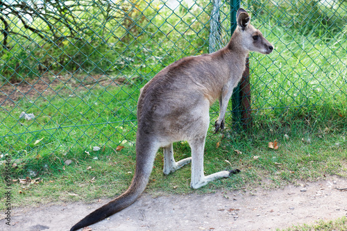 Eastern Grey Kangaroo inside an enclosure © Bartkowski