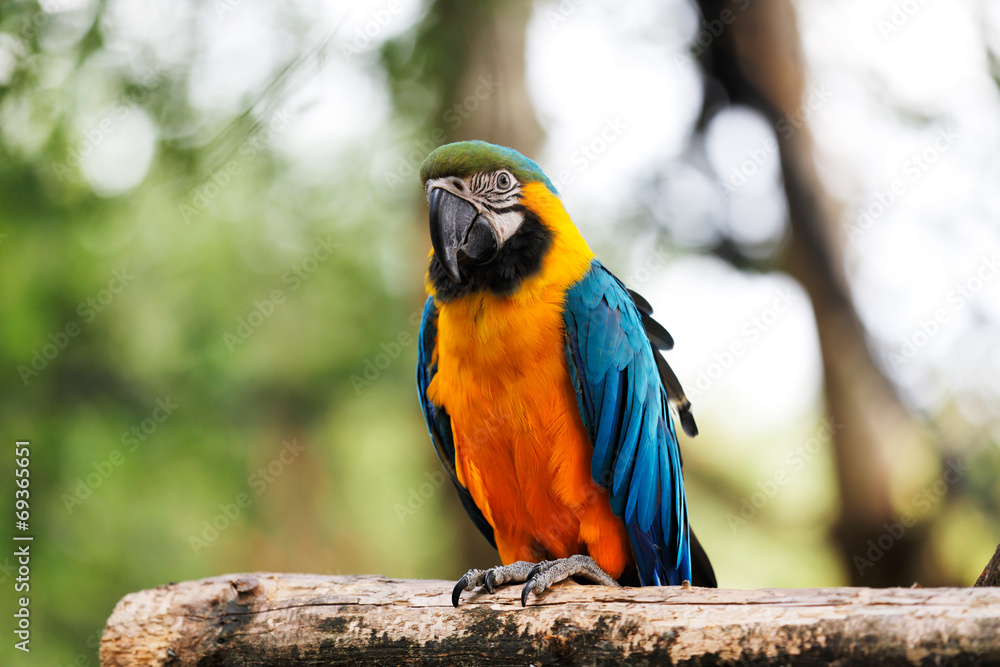 Blue and Gold Macaw Parrot