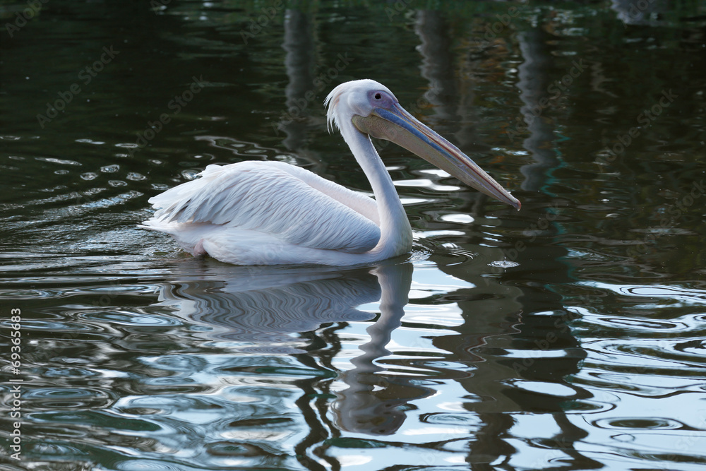 Great White Pelican is one of the largest flying birds in world Great White Pelican is one of the largest flying birds in world