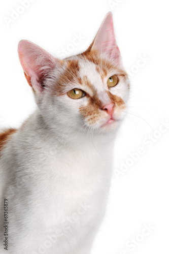 Fototapeta Naklejka Na Ścianę i Meble -  Young white and red cat on a white background