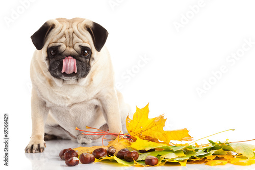 pug dog  isolated on white background, autumn