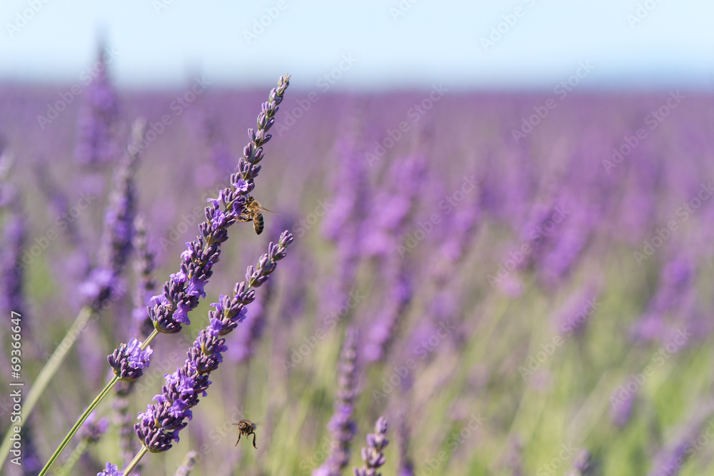 Obraz premium lavender flowers with bee in France