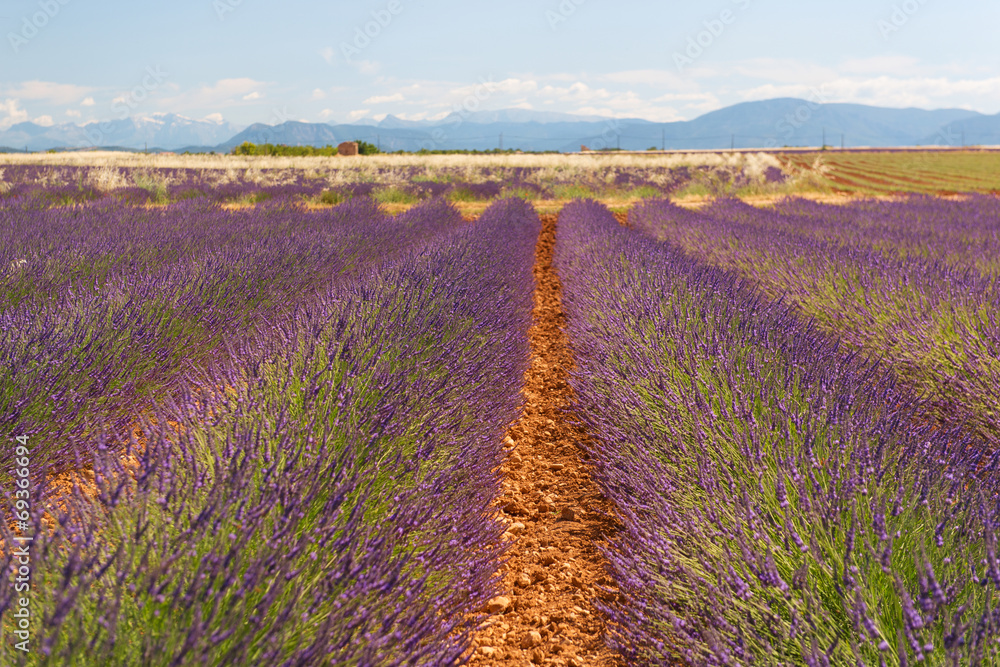 Fototapeta premium Old ruin in Lavender fields