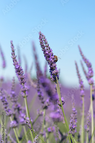 lavender flowers with bee in France