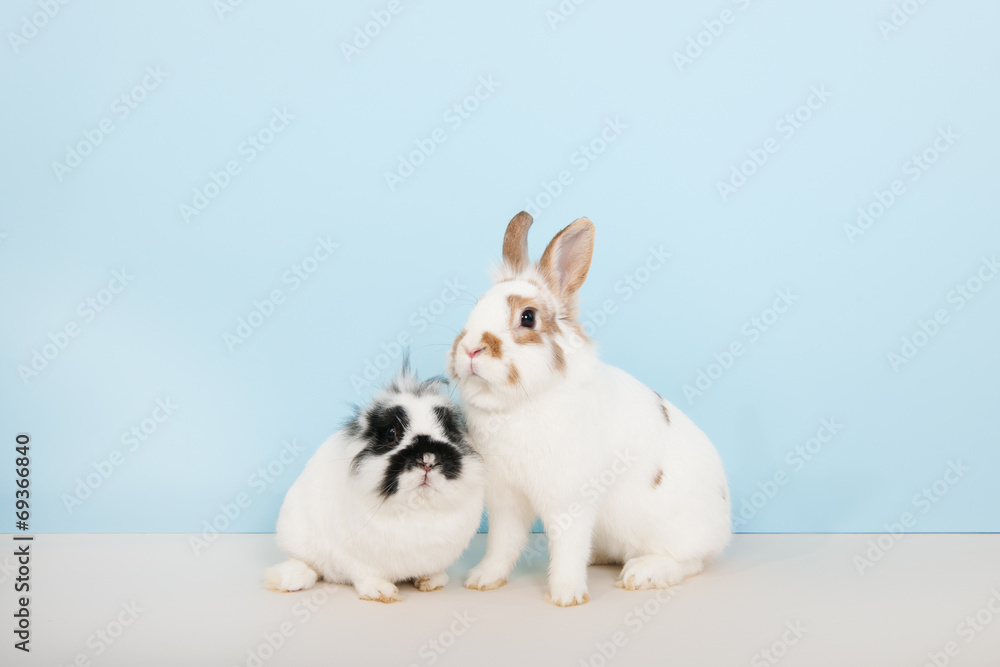Two rabbits on blue background