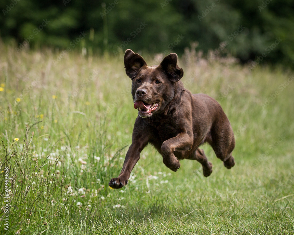 Chocolate Labrador