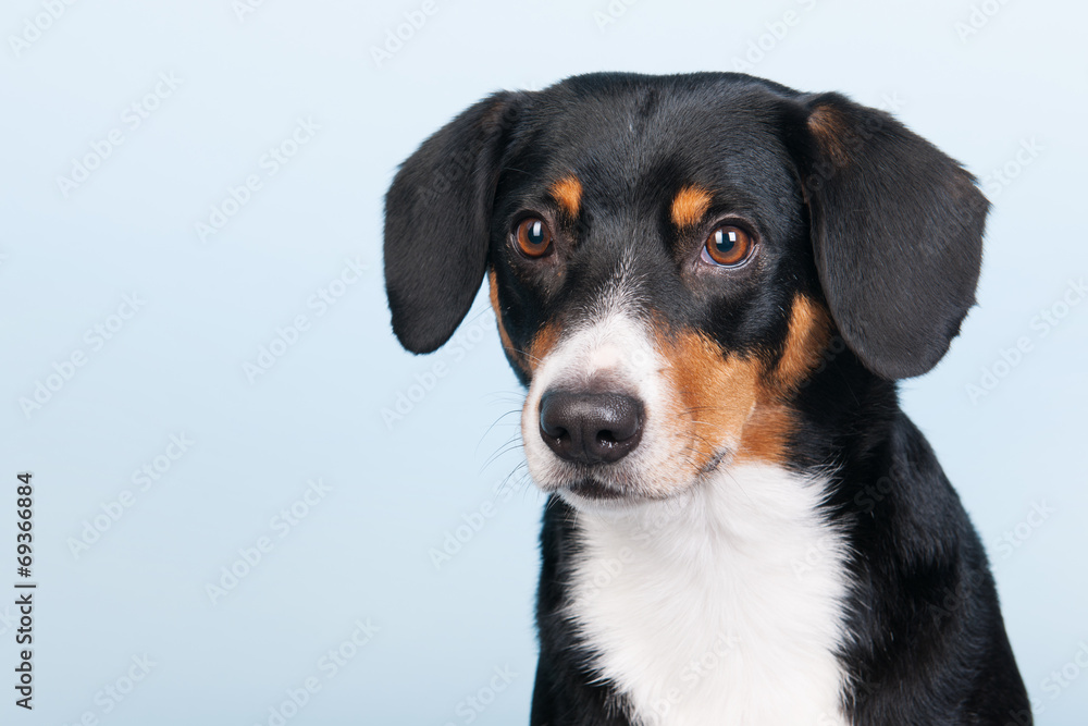 Portrait Sennen hund Portrait Sennen hund