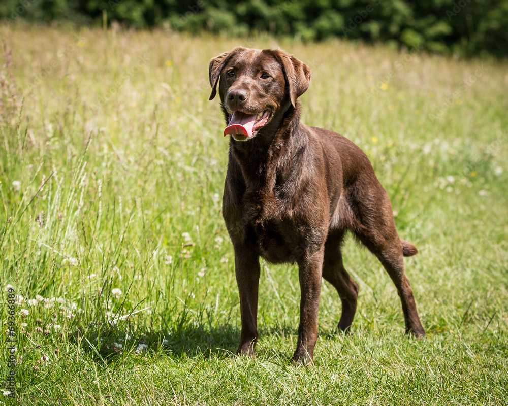 Chocolate Labrador Chocolate Labrador