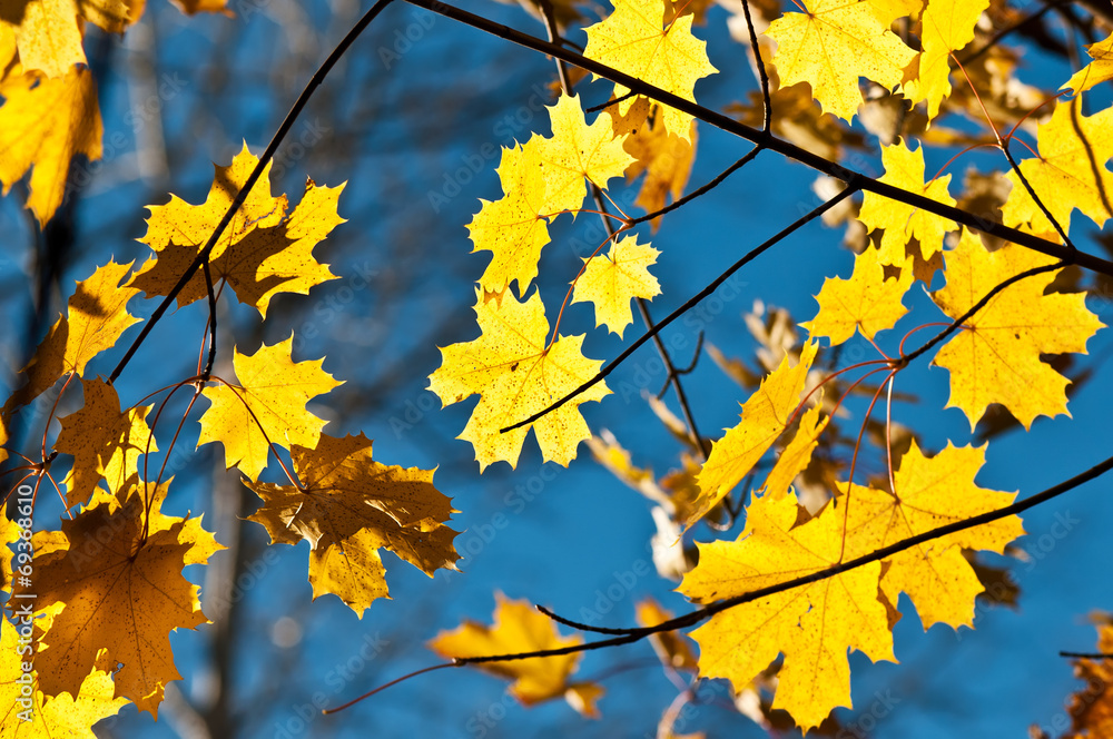 Yellow autumn leaves on a maple tree against bright blue sky Yellow autumn leaves on a maple tree against bright blue sky
