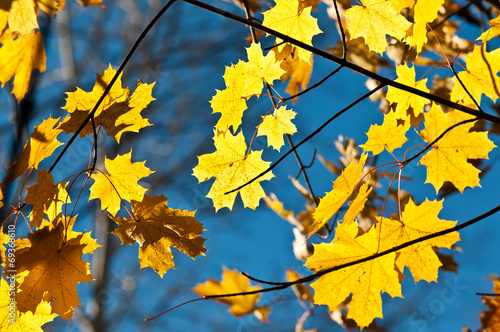 Yellow autumn leaves on a maple tree against bright blue sky