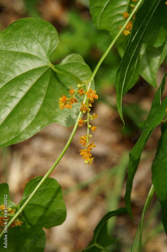 カエデドコロの花 カエデドコロの花
