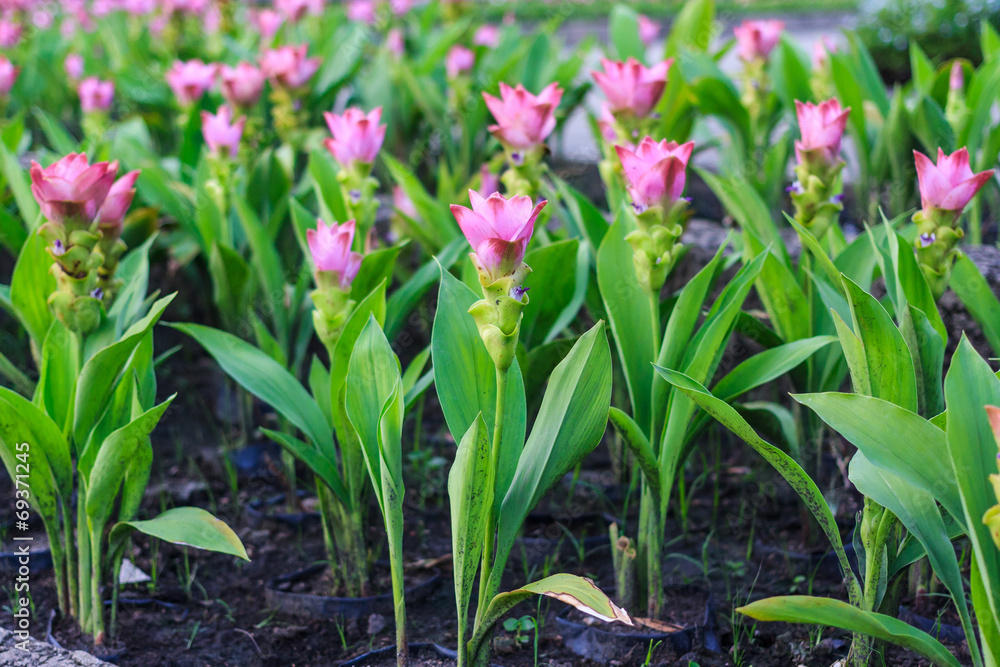 Tulip Thailand Tulip Thailand