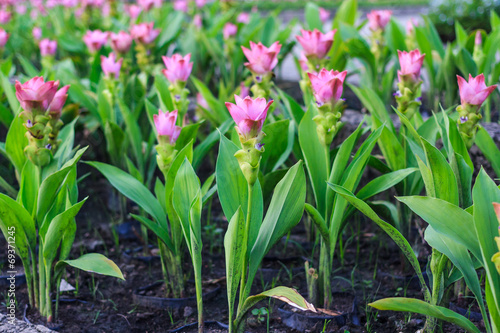 Tulip Thailand