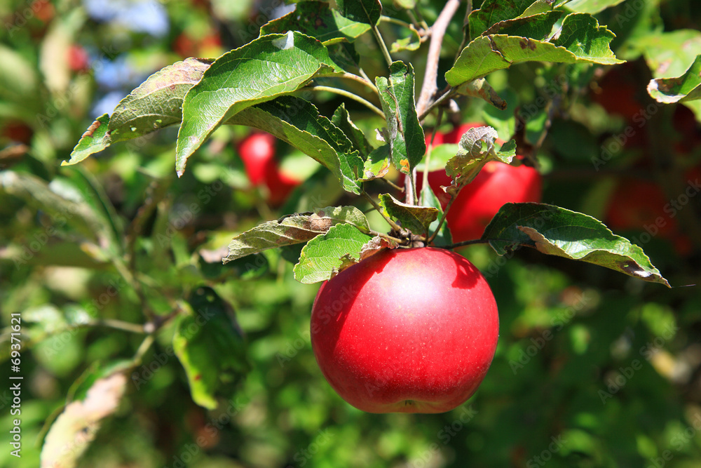 Red apple on a tree in the garden on a sunny day. Red apple on a tree in the garden on a sunny day.