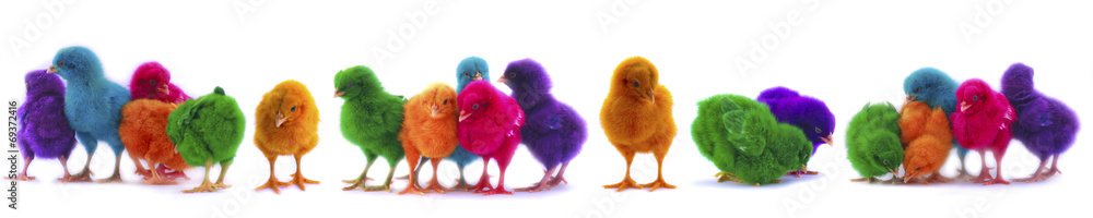 colourful chicks on white background