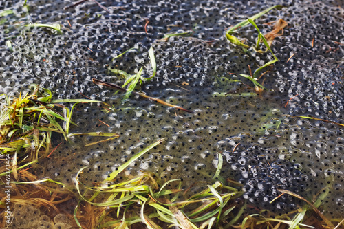Fotografie Frogspawn sitting on top of a pond