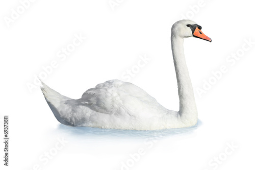 Bird swan photo