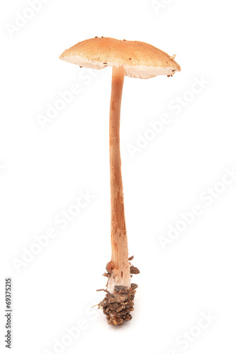 xerula mushroom