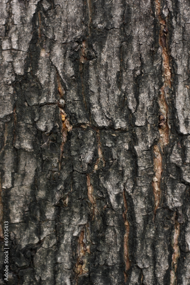 Fototapeta premium Tree bark detail, abstract background.