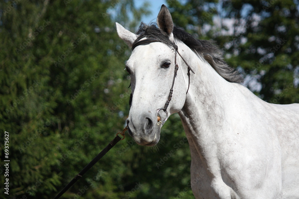 Gray horse portrait Gray horse portrait
