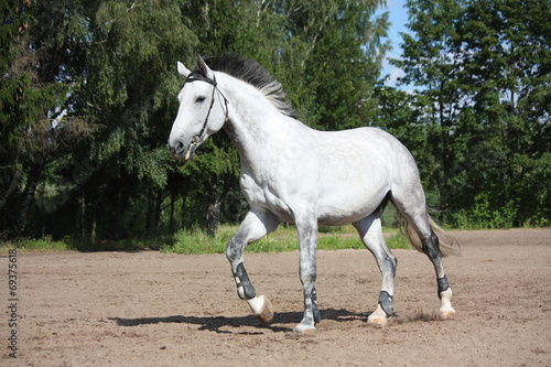 Gray horse galloping at the field